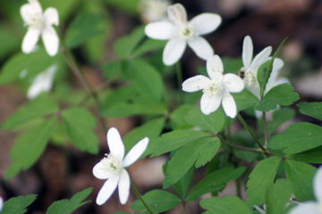Cutleaf toothwort is a Wisconsin wildflower